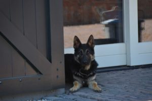 drijvers-oisterwijk-restauratie-particulier-dieren-beesten-exterieur-hond (3)