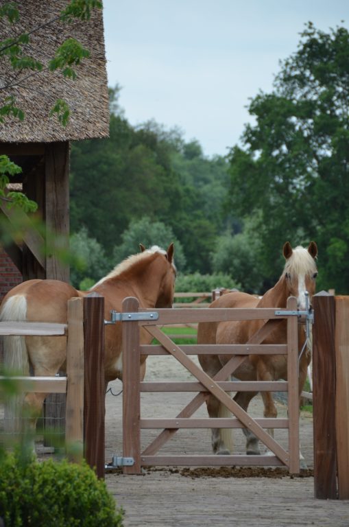 drijvers-oisterwijk-exterieur-nieuwbouw-villa-boerderij-particulier-riet-kap-hout-metselwerk-theehuis-bed-en-breakfast-stal-hout-spant (21)