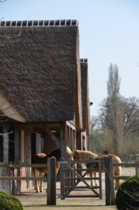 drijvers-oisterwijk-exterieur-nieuwbouw-villa-boerderij-particulier-riet-kap-hout-metselwerk-theehuis-bed-en-breakfast-stal-hout-spant (13)